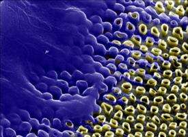 Nanotüplerden Oluşmuş ‘Bal Peteği’, Genetik Mühendisliğine Çağ Atlatabilir
